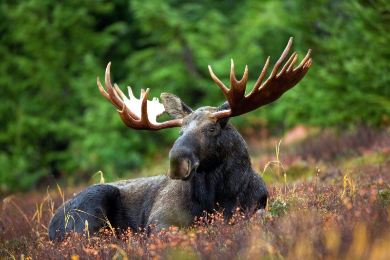 History & Wildlife of Maine